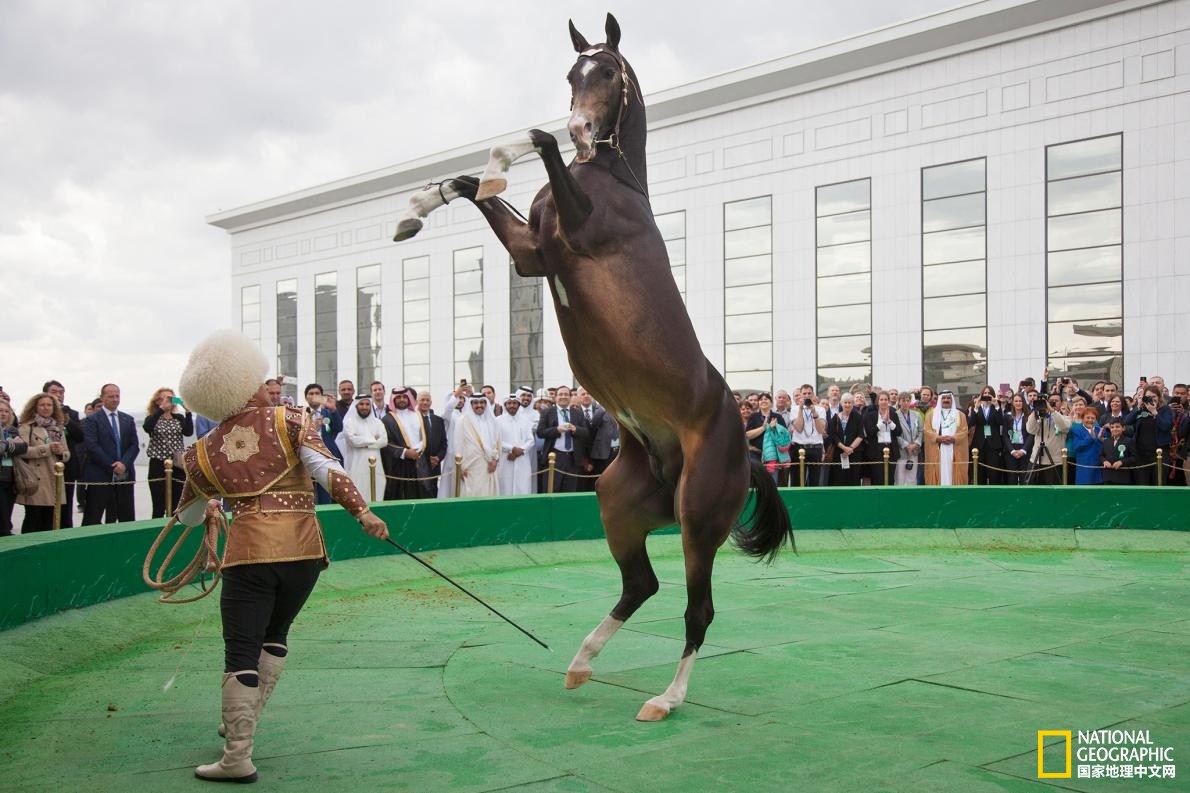 撰文 gulnaz khan 阿哈尔捷金马(akhal teke horse)又名汗血宝马