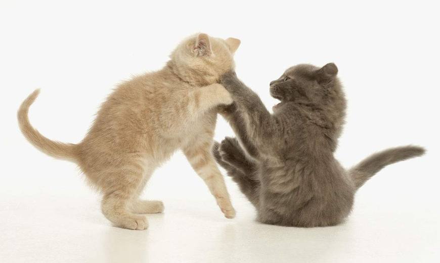 两只小猫打架图片
