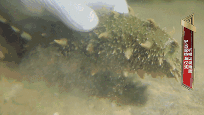 海参蠕动的动态图图片