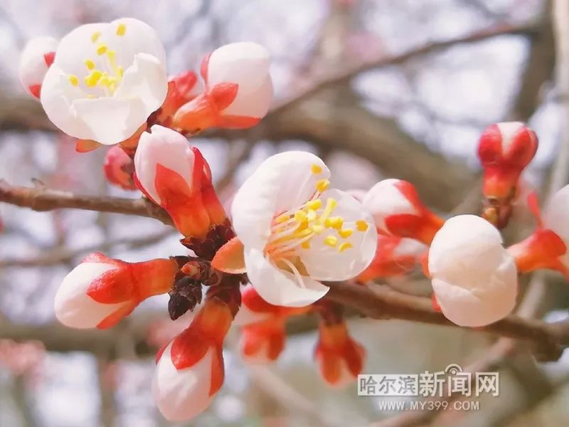 全國校園面積最大的大學有棵