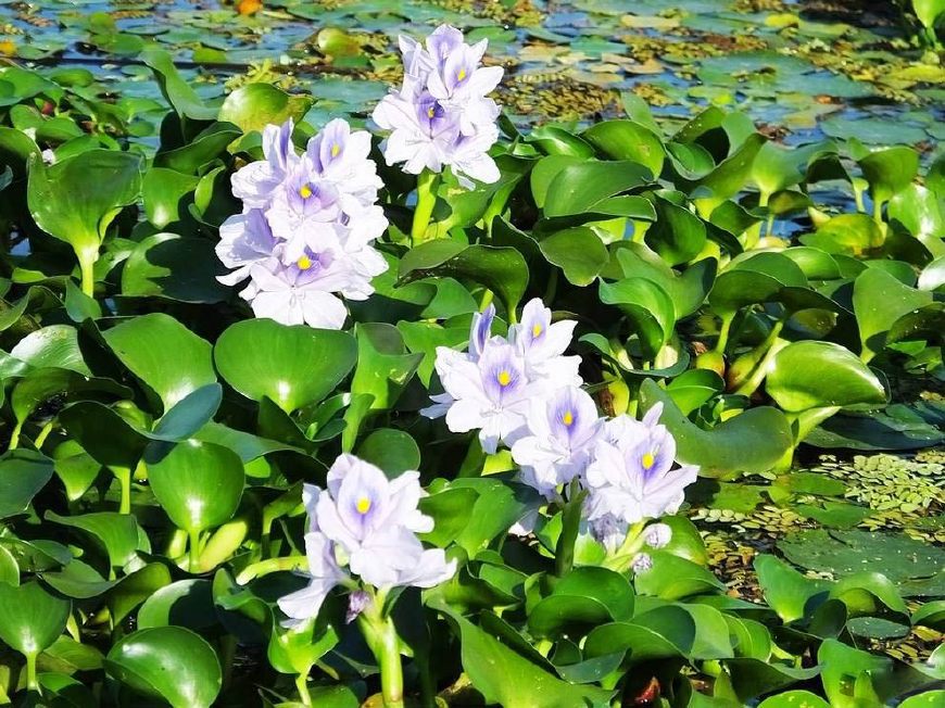 这种水生植物在我国有个人尽皆知的名字,叫做"水葫芦,相信很多人都