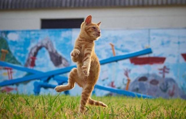 模仿小猫的舞蹈动作图片