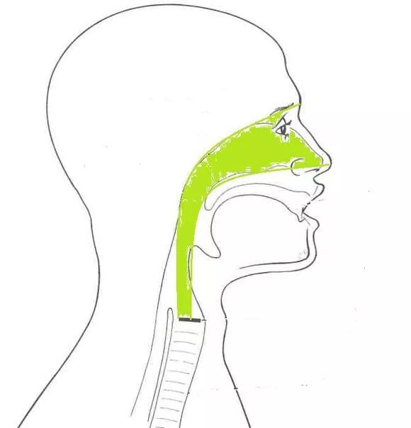 喉头在哪里图片