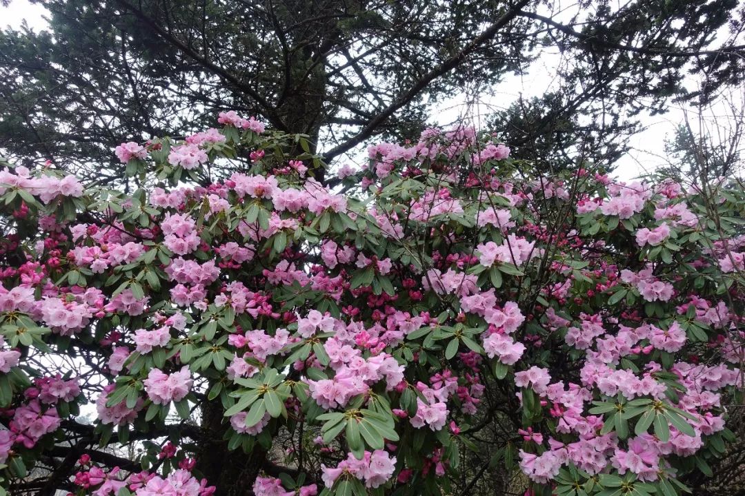 今夏最好的风景,可能都在这一树杜鹃花上