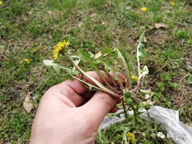 哇~好大一片蒲公英!原來,咱洛寧人口中的