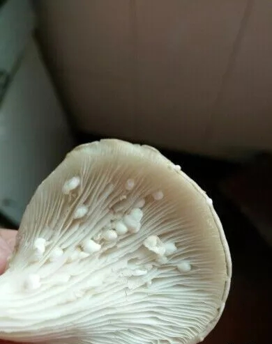 平菇长白毛图片