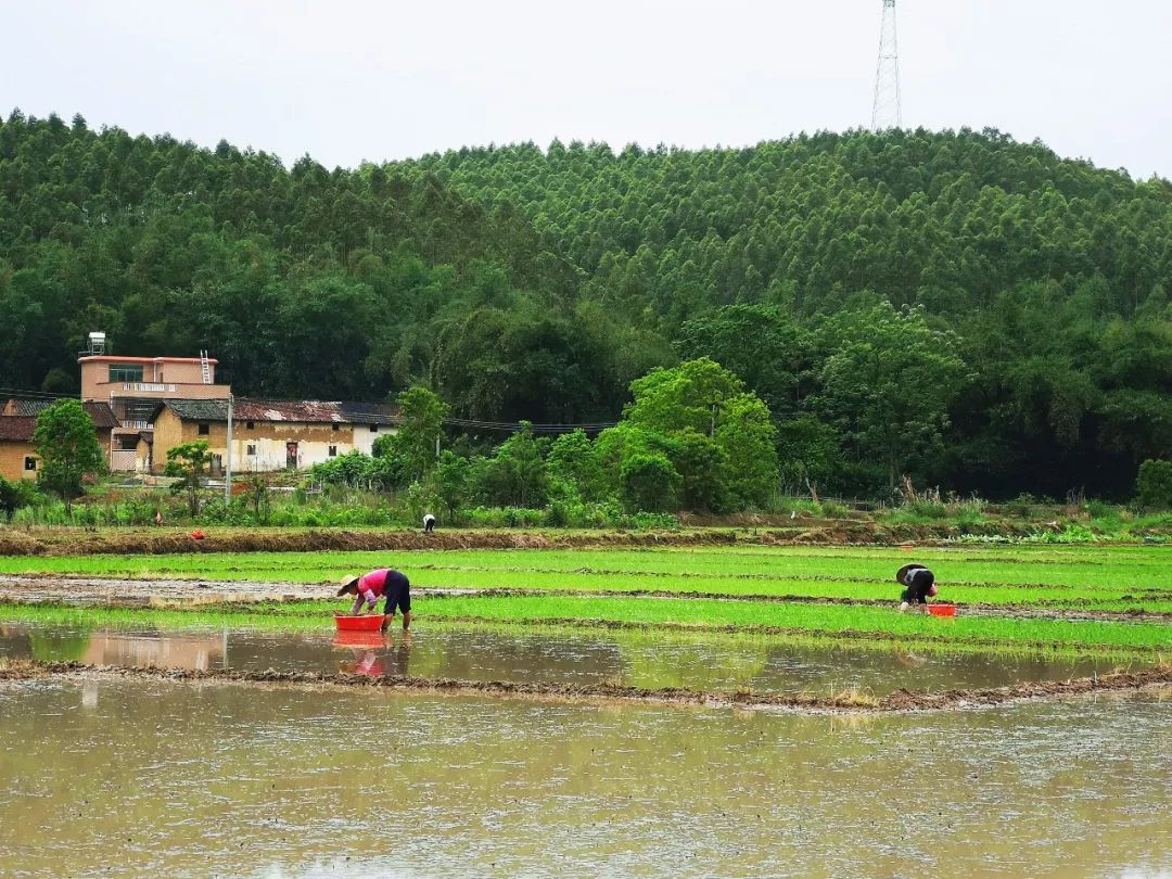 韶关重阳镇暖水村图片