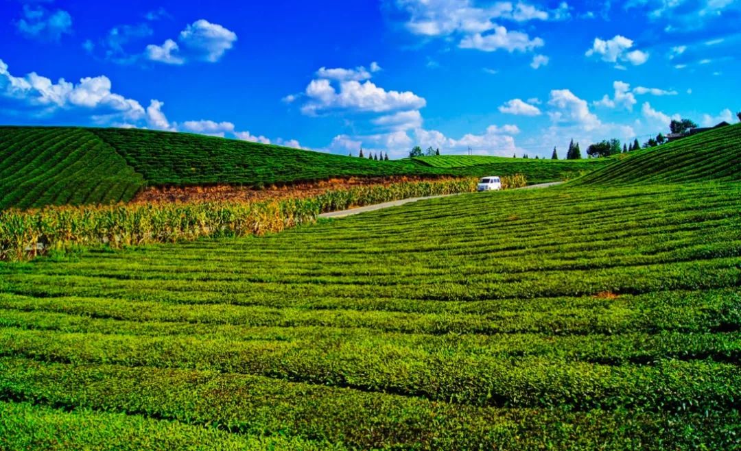 它是名茶之乡避暑胜地,黔北值得一去的红色旅游城市