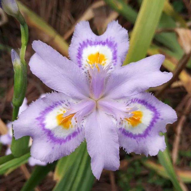 蝴蝶花的各種花色變異04路易斯安那鳶尾路易斯安那鳶尾是原產美國的一