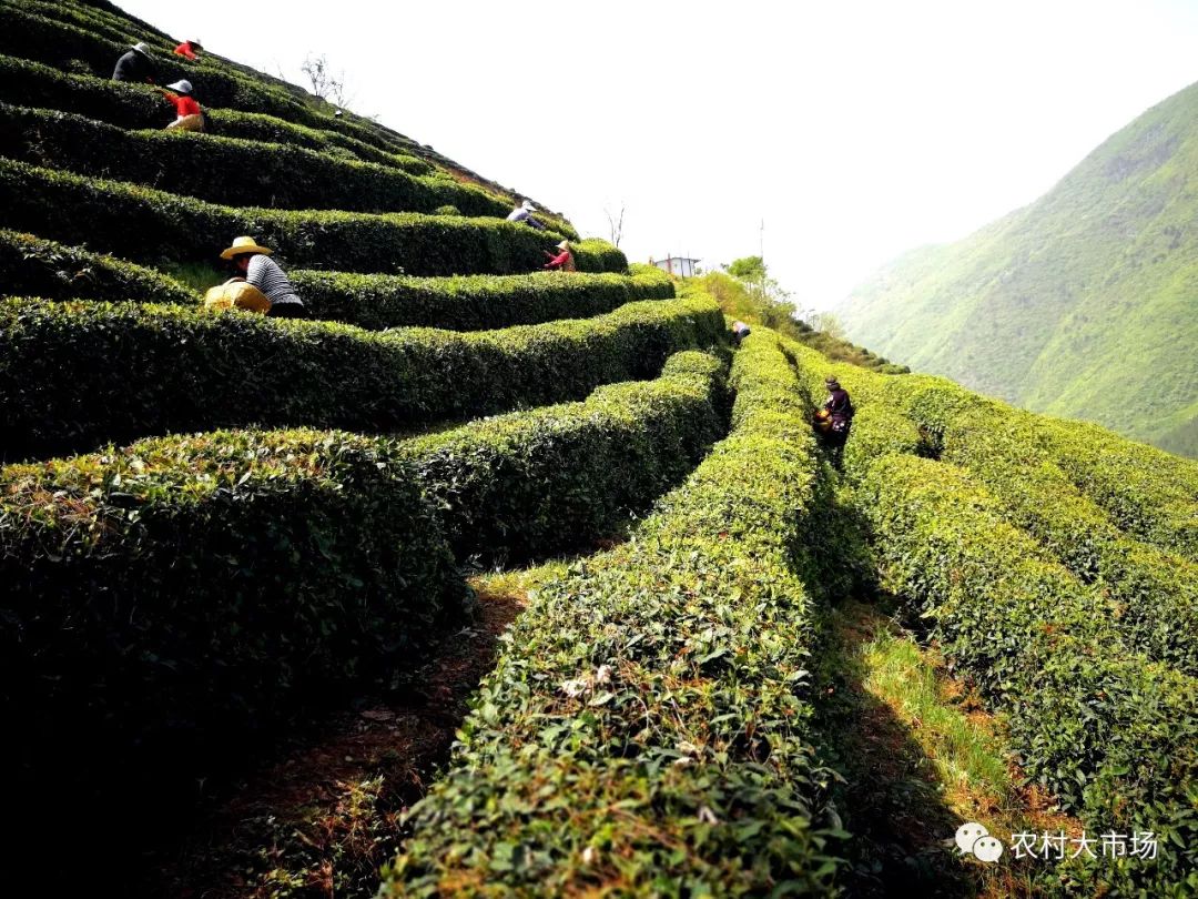 西鄉縣種茶歷史悠久,茶葉的種植面積已經達到23萬畝,遍及全縣,有四分