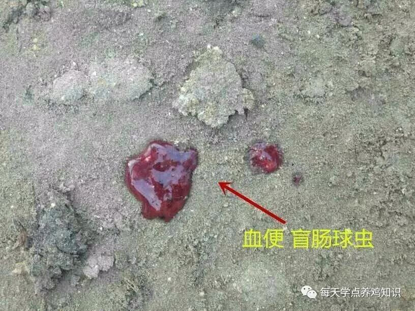 鲜血便,粪便呈鲜红色血液流出,临床多见盲肠球虫,啄伤