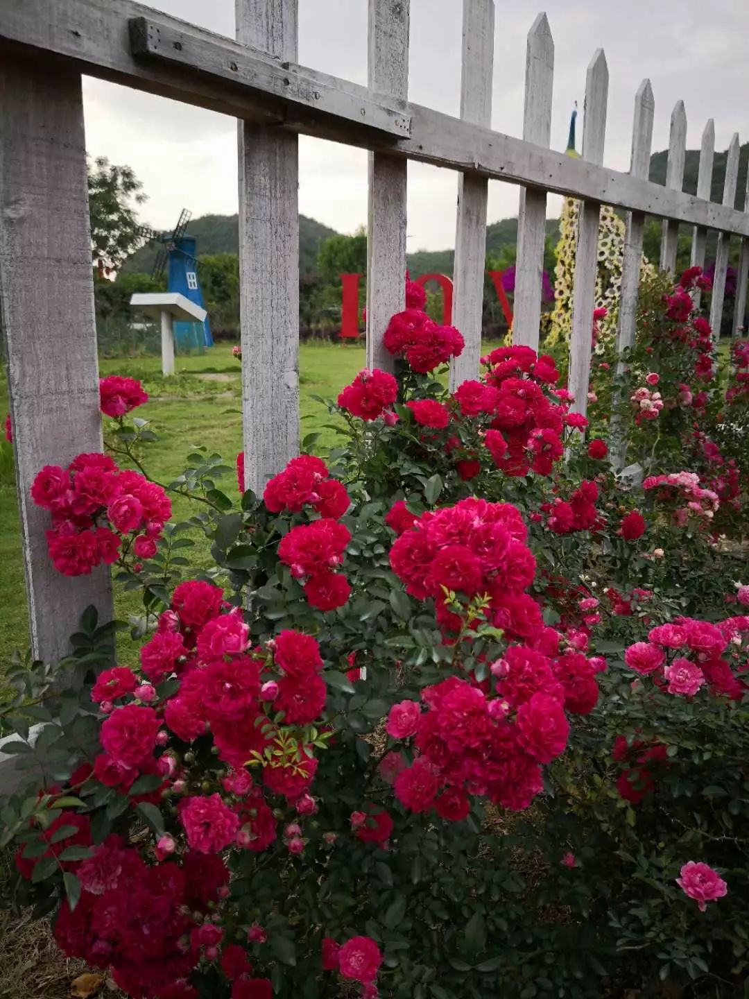 桂林驚現一個美到爆的玫瑰花園還能祈福撞鐘摸到魚可免費帶走