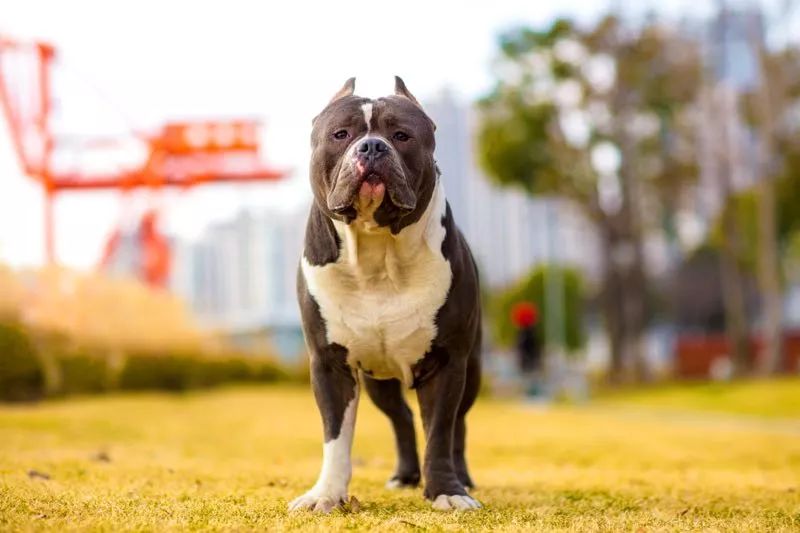 充滿肌肉感和邪惡視覺感,但溫順穩定的美式肌肉車——惡霸犬