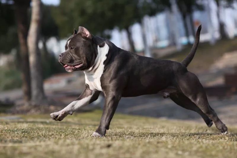 恶霸犬颜色大全黑色图片