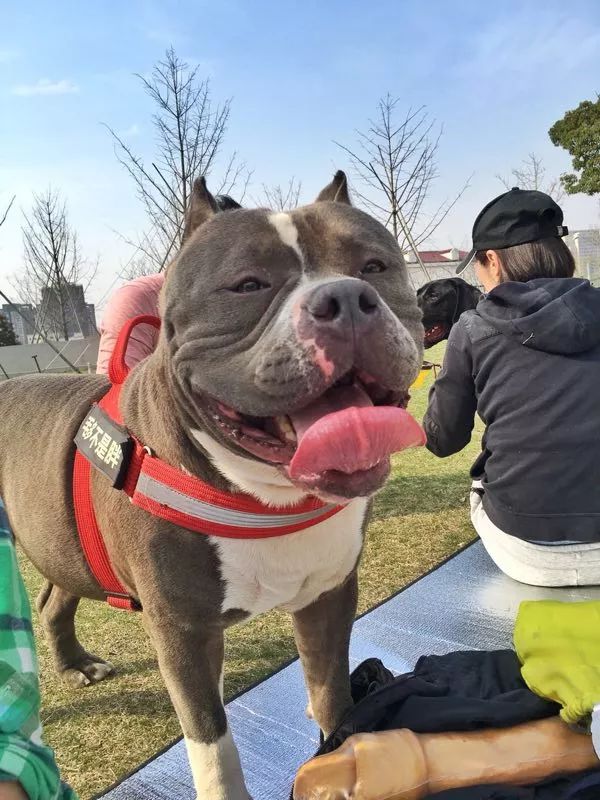 充滿肌肉感和邪惡視覺感,但溫順穩定的美式肌肉車——惡霸犬