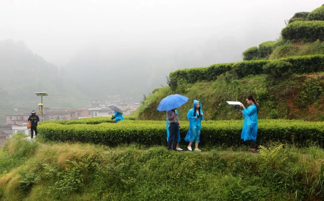 直播旱塘茶園助力脫貧攻堅