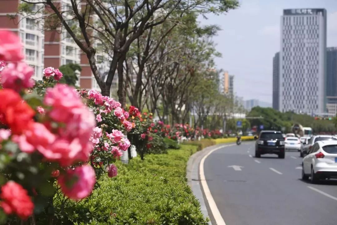 北京路道路景观已形成良好的绿色基底,但仍存在植物景观缺乏色彩,中分