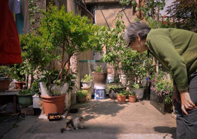 老太太每天喂院子里的流浪猫,被众人埋怨,看完才理解