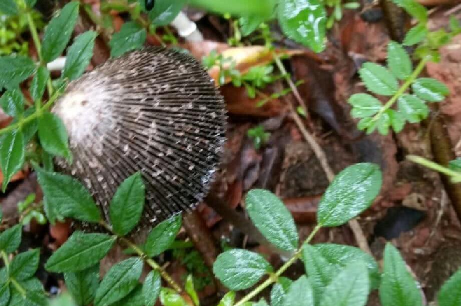 黑伞白茎蘑菇图片