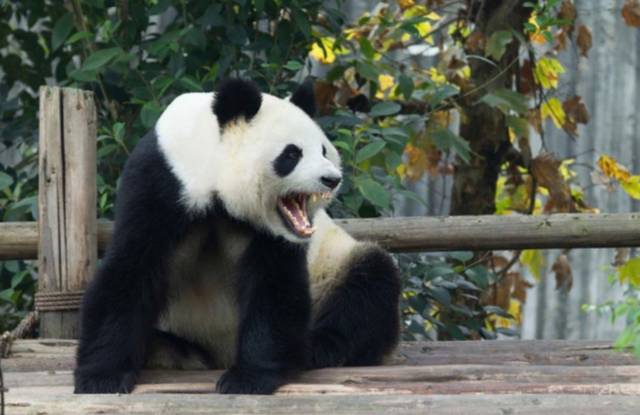 800萬年前動物界的霸主傳說中蚩尤坐騎如今讓全世界人民為之瘋狂