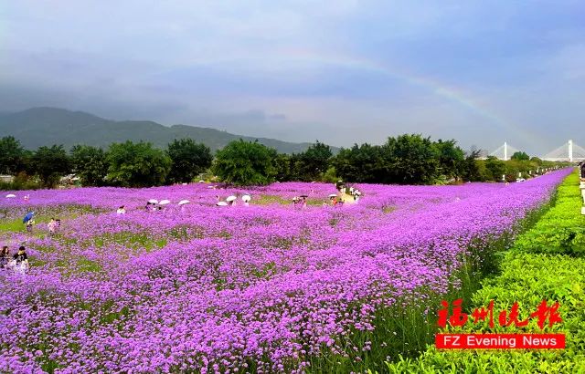 每日百盆鲜花 1元购花～遇见仓山花海季,就是要让你浪漫五月!