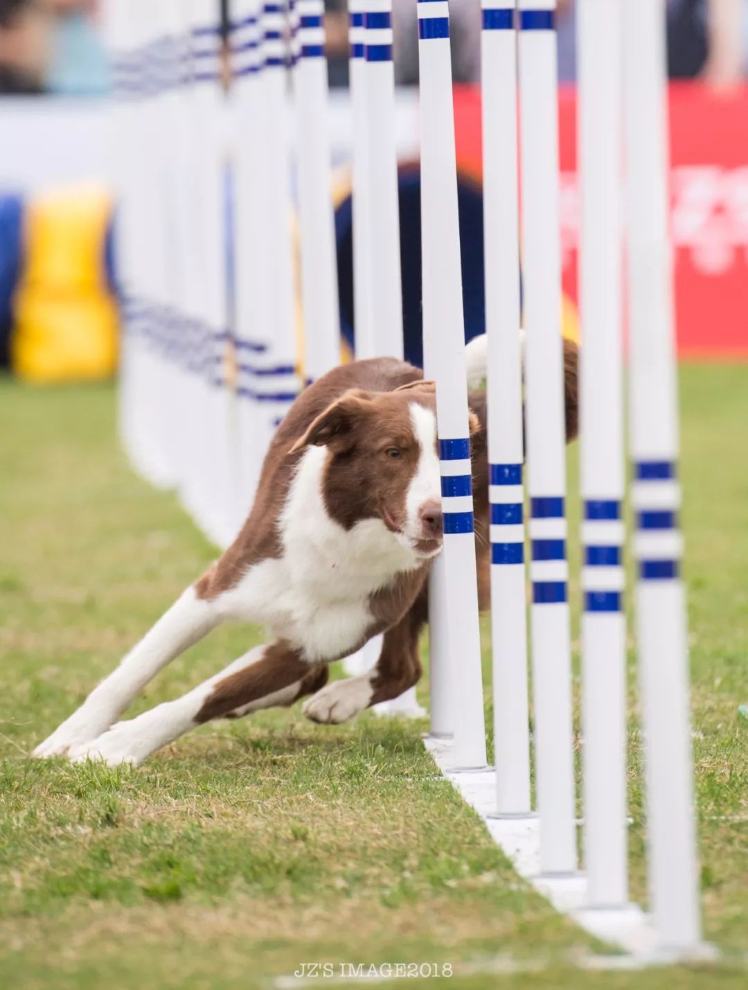 p1運動犬電視大獎賽冠軍犬視頻花絮集錦(一)