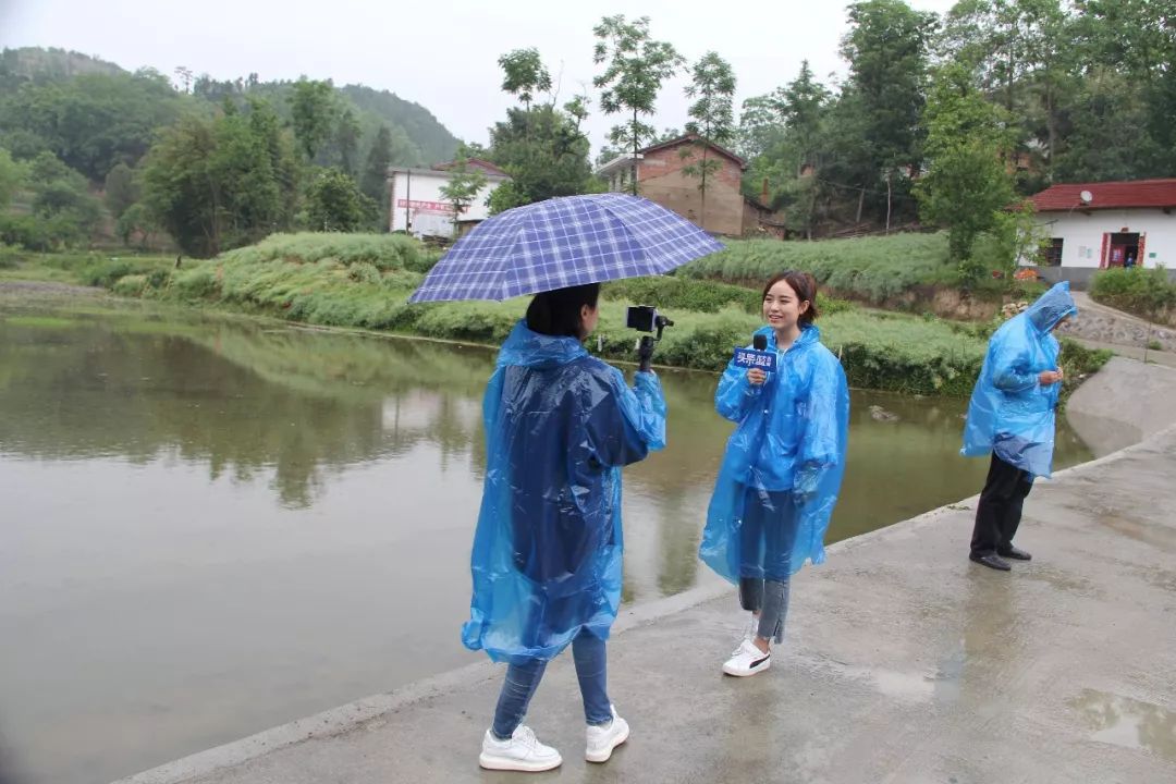 洋州街道办事处梁家村朱鹮巢区,槐树关镇蔡河村朱鹮巢区对洋县近年来