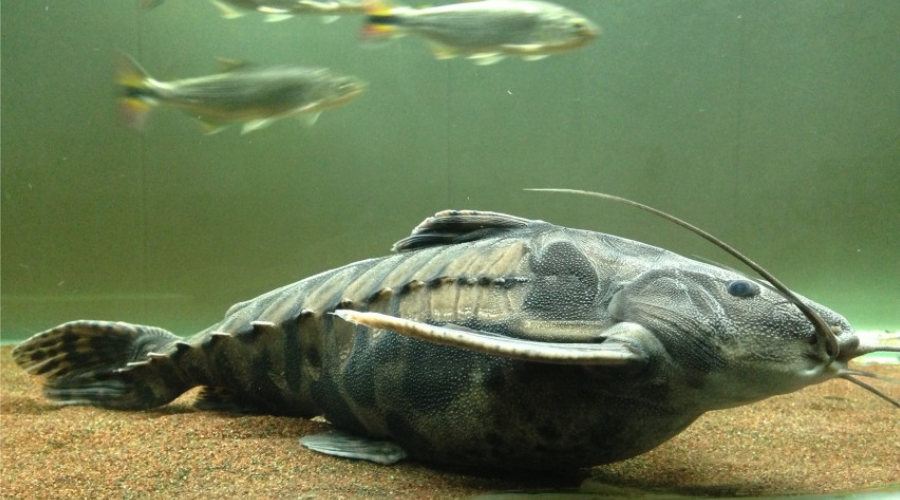 盘点水族圈常见的铁甲武士鱼看着生猛实则呆萌