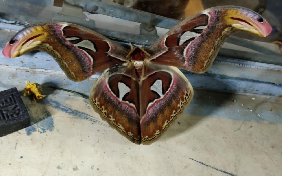 世界上第一毒的蝴蝶图片
