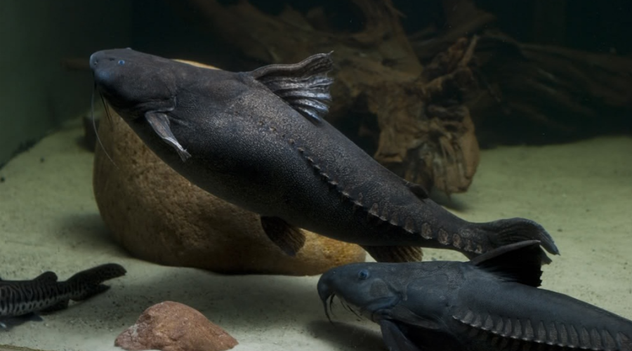 盘点水族圈常见的铁甲武士鱼看着生猛实则呆萌
