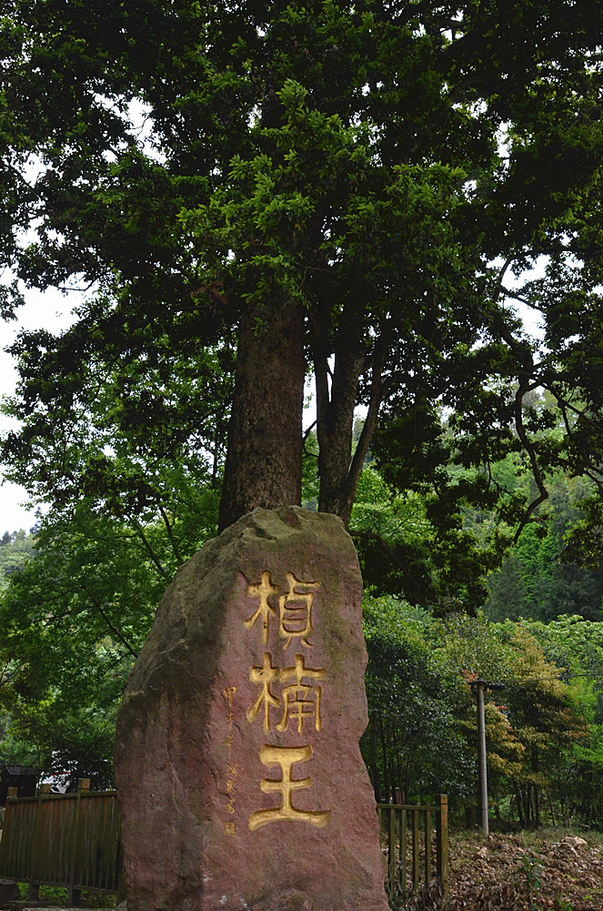 桢楠树千年图片