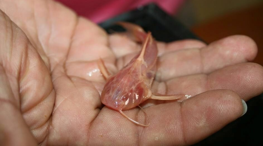 盤點水族圈常見的鐵甲武士魚看著生猛實則呆萌