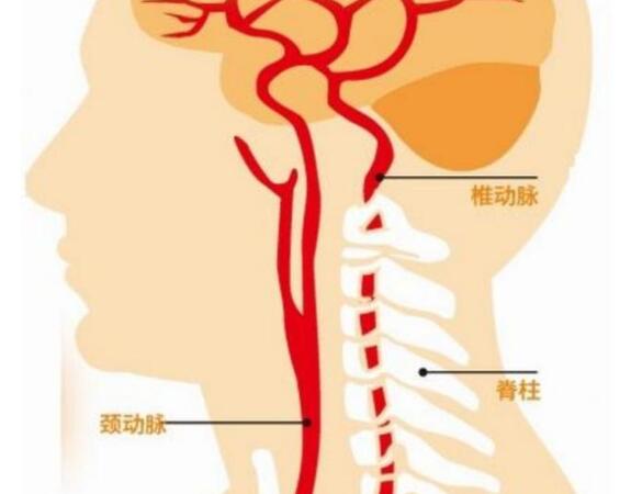 椎动脉血管的位置图片图片