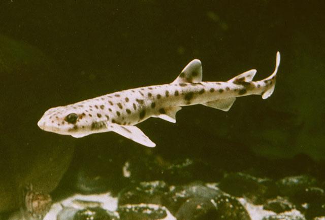 猫鲨:名字来源于它如猫科动物一般的眼睛