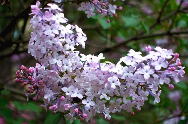 哈爾濱的丁香花和你笑起來一樣好看