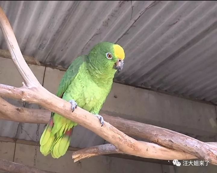 定海首個鸚鵡養殖中心 萌壞了的