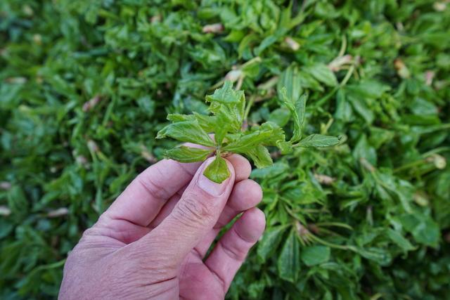 鴨綠江自駕遊邂逅不一樣的早市:人間三月芳菲盡,東北野菜上市時