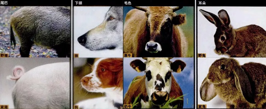 奶牛的祖先图片