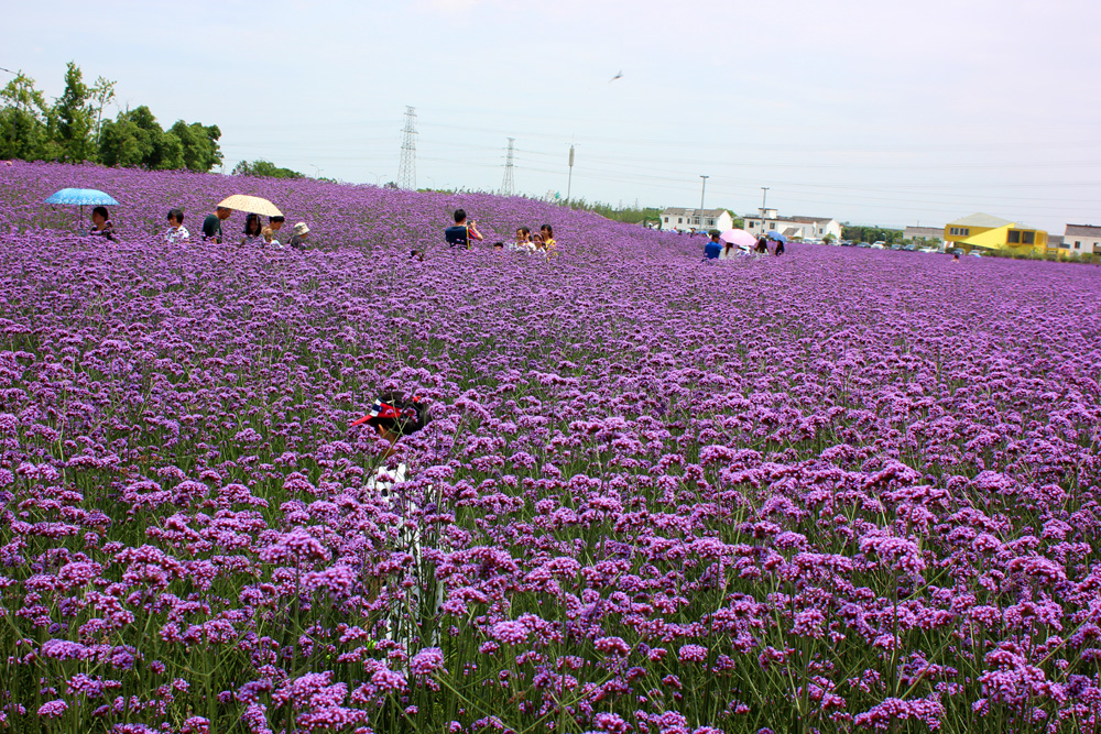 宁波花海 荪湖图片