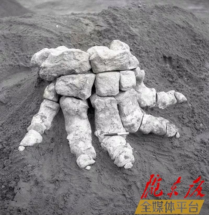 黄河象出土时候的照片图片