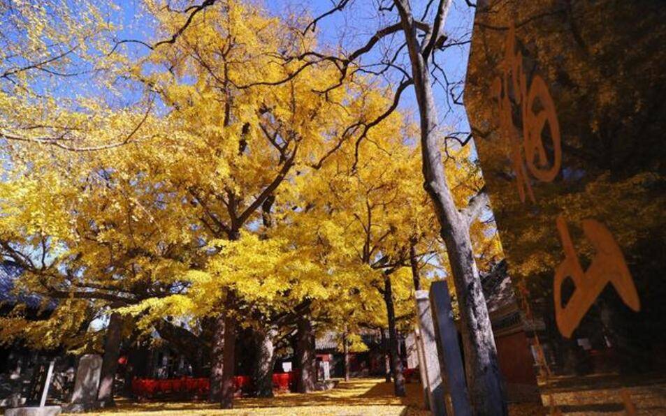 銀杏樹相傳在明朝嘉靖年間,一書生進京趕考,途中路過浮來山,聽說這棵