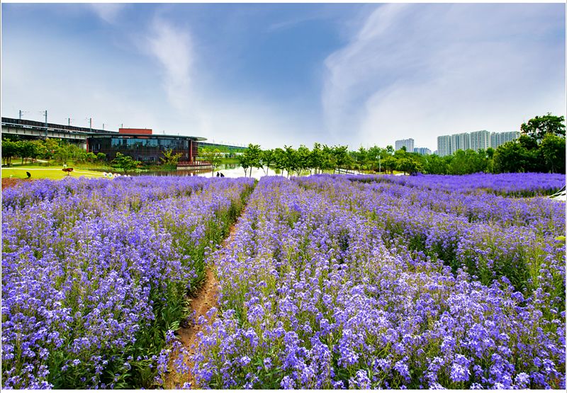 宁波花草批发基地图片