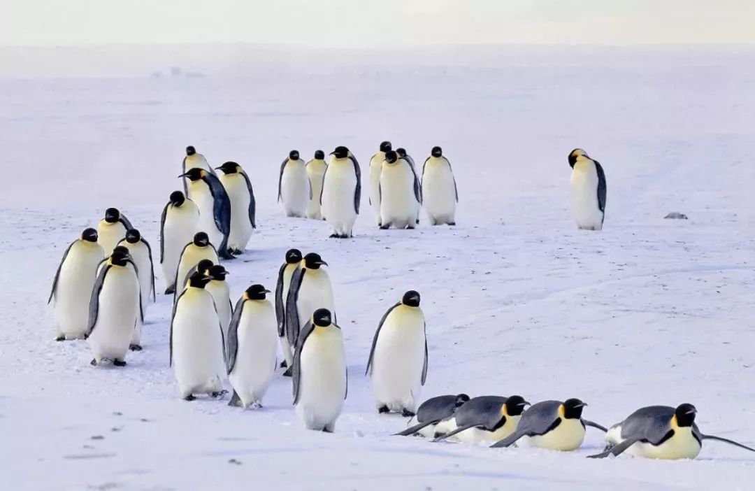 一支长长的,无间断的帝企鹅列队正在向内陆行进,远远看去,如同一支