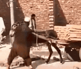 驴踢人表情包图片