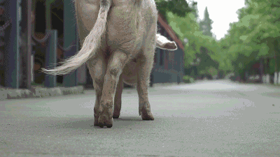 一只猪走路gif 动态图片