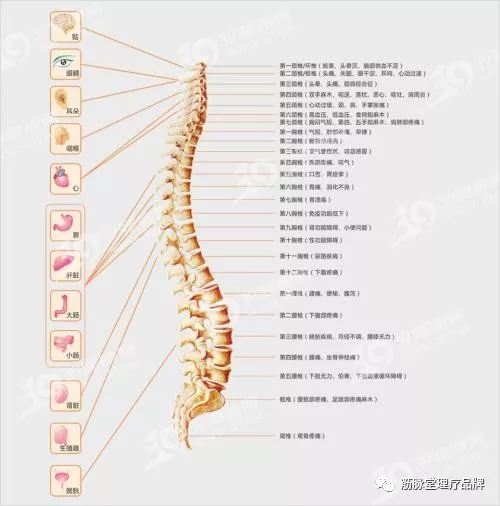 脊椎病做按摩有用吗?筋脉堂为您讲解