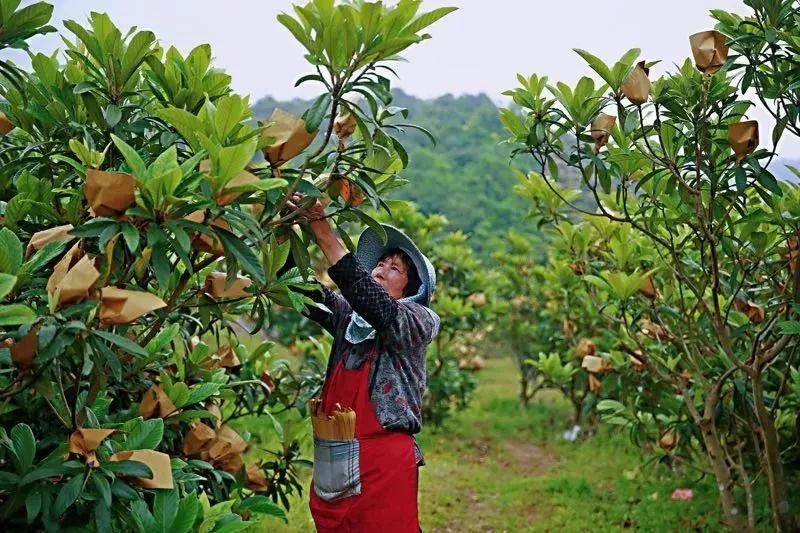 宁海白枇杷采摘图片