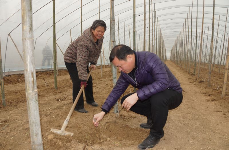 自掏腰包美化乡村,创建陈庄现代农业种植基地,主要种植葡萄,被村民称