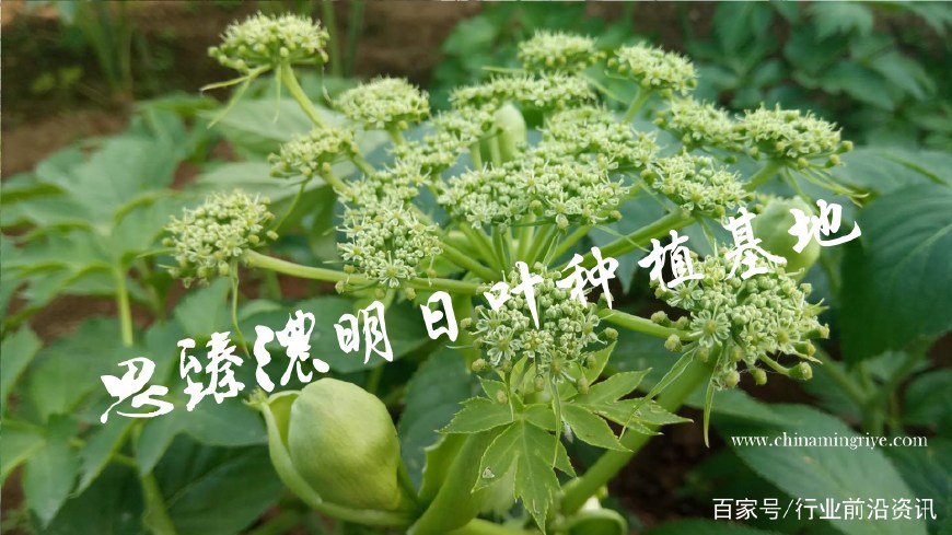 山東明日葉生物科技有限公司建成國內目前最大規模明日葉無公害標準