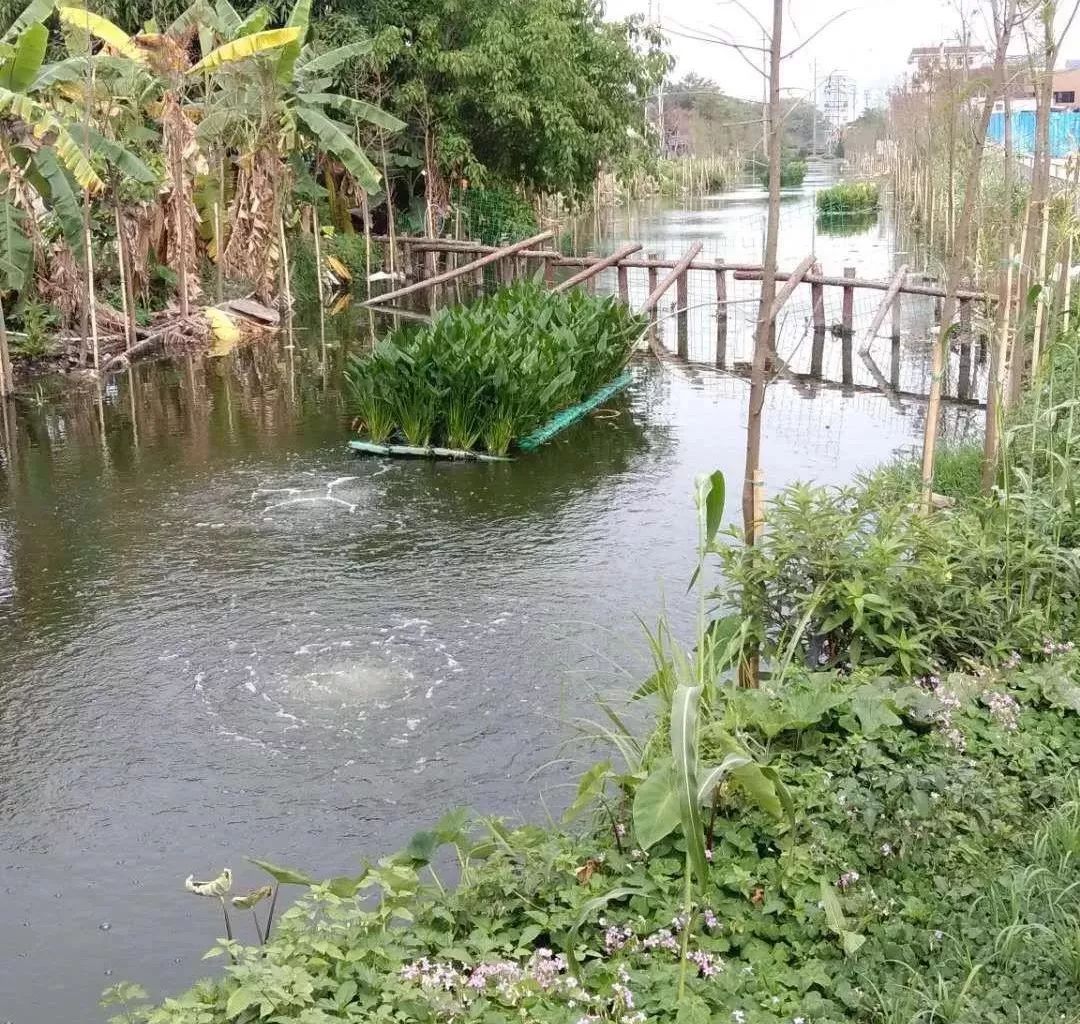 以"河长制"促"河长治,西区这些河涌正在发生大变化!在你家附近吗?